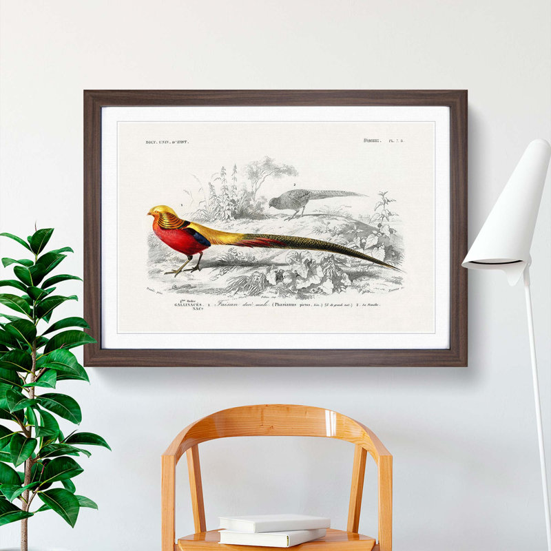 Male Golden Pheasant by Charles d' Orbigny - Picture Frame Art Print, Walnut Framed, 48cm H x 65cm W x 2cm D