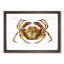 Atlantic Crab by Albert I - Framed Print-55456886-55456887