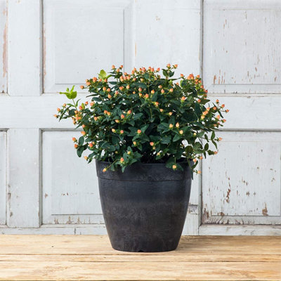 Burdette Pot Planter