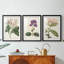 Antique Botanical Collection-369162312