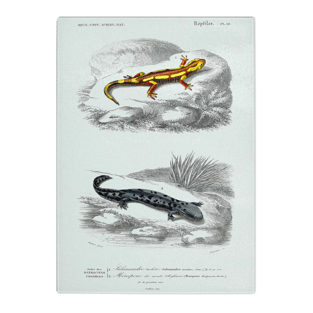 Tempered Glass Salamander Illustrations PL. 18 by Charles D' Orbigny Chopping Board
