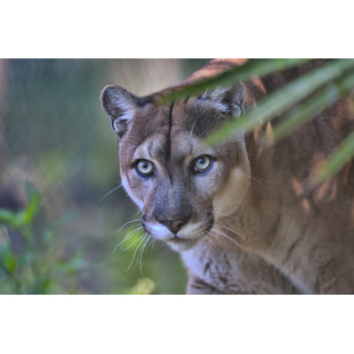 " Florida Panther " by Fotoguy22