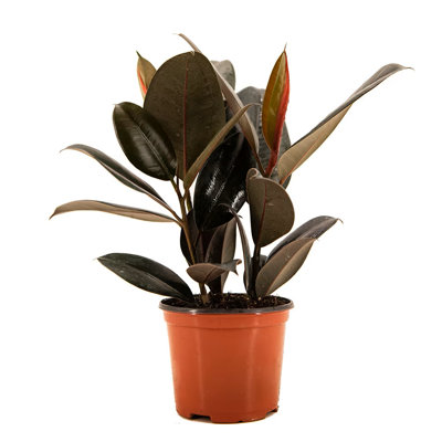 American Plant Exchange Low Light American Plant Exchange Live Ficus  Burgundy Rubber Tree, Ficus Elastica, 6-Inch Pot, Bold and Stunning, Easy  Care Houseplant & Reviews | Wayfair
