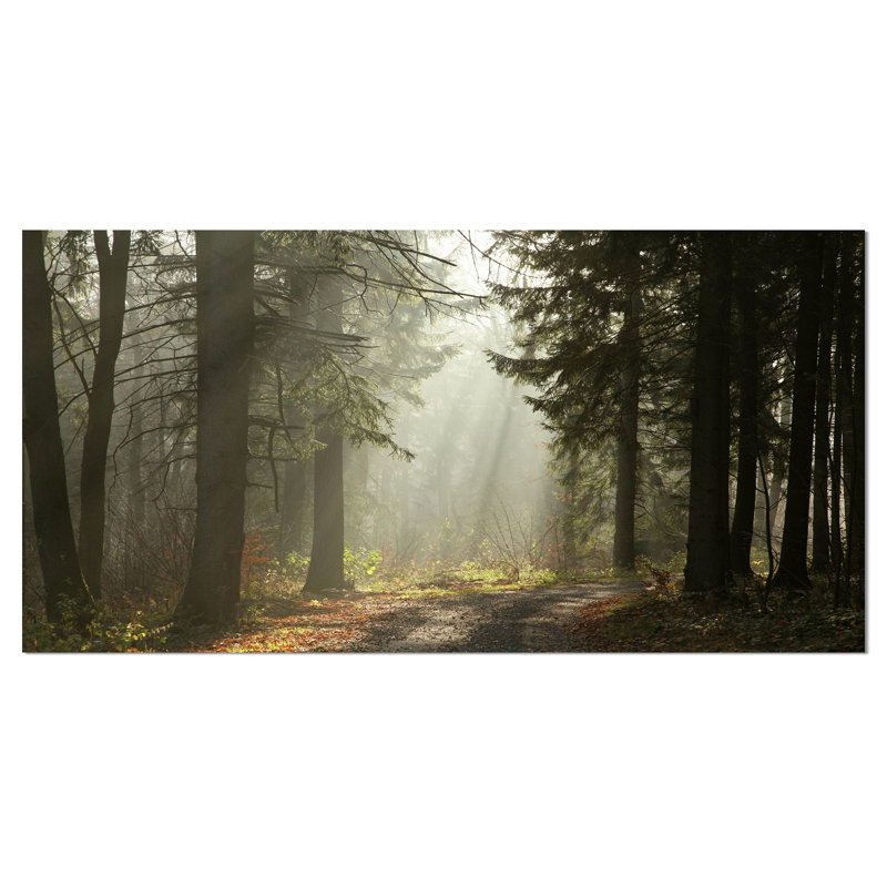 Reproduction de photo sur toile - Forêt vert foncé avec rayons de soleil, H 8 po x l 12 po x p 1 po