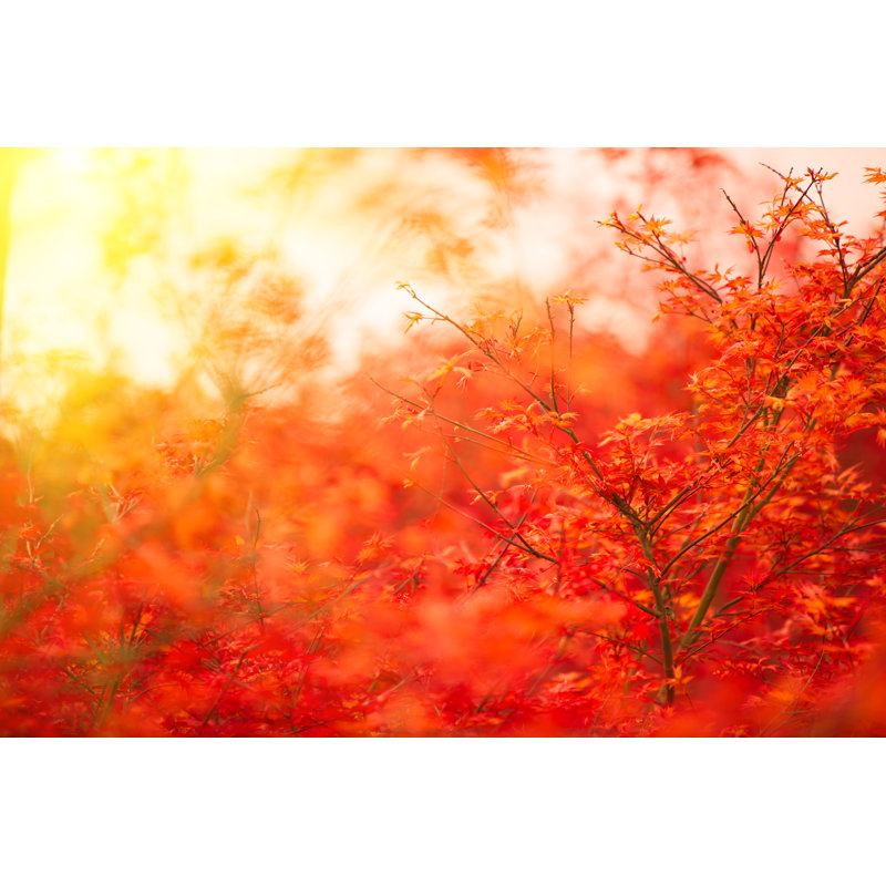 Feuilles d'automne fond d'érable rouge par Xh4D, H 32 po x l 48 po