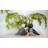 Kay Bojesen Songbird-92615840-92615843-116623627