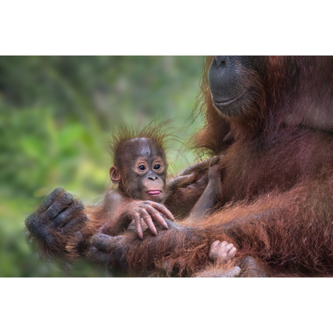 Orang-Utan Baby und Mutter