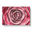 Pink Rose Flower Vol.2 - Wrapped Canvas-61838258