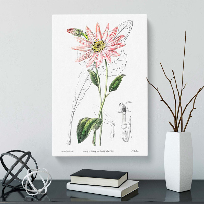 Pink Coneflowers - Wrapped Canvas, 60cm H x 40cm W x 3cm D