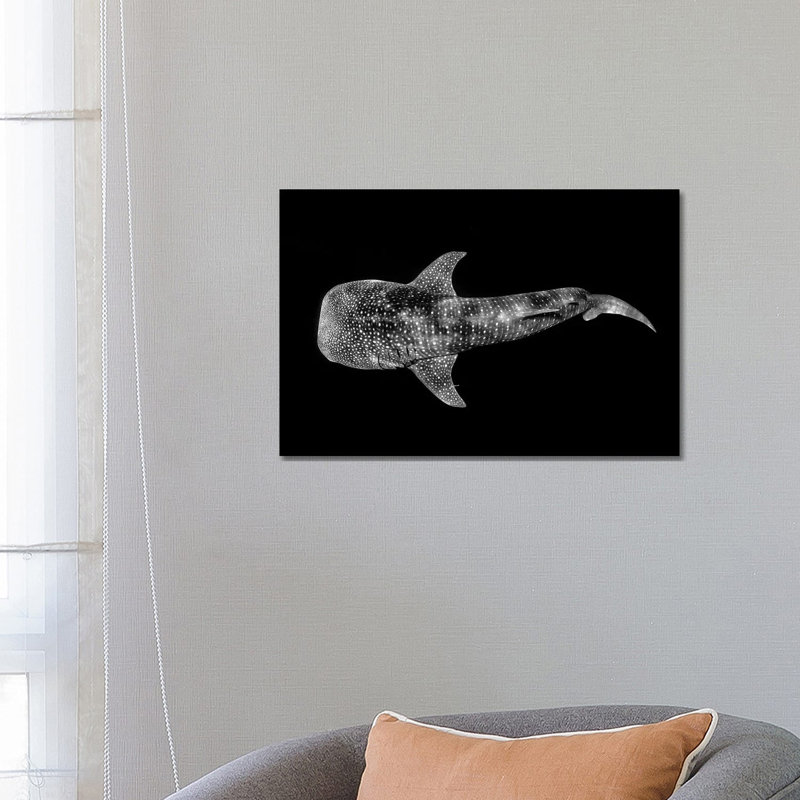 Whale Shark Ningaloo Reef by Jordan Robins - Wrapped Canvas Print, 66.04 cm H x 45.72 cm W x 1.91 cm D