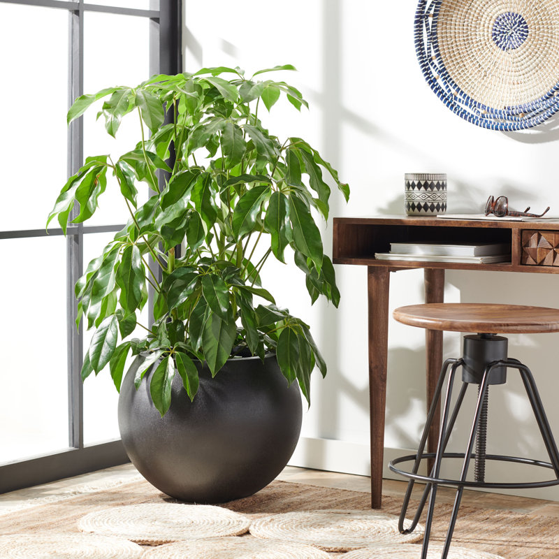 Sedgewickville Handmade Concrete Pot Planter, Black
