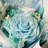 Rose Arrangement
