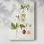 Passion Flower Trio II -Galery Enveloppé Cavas-1307039919