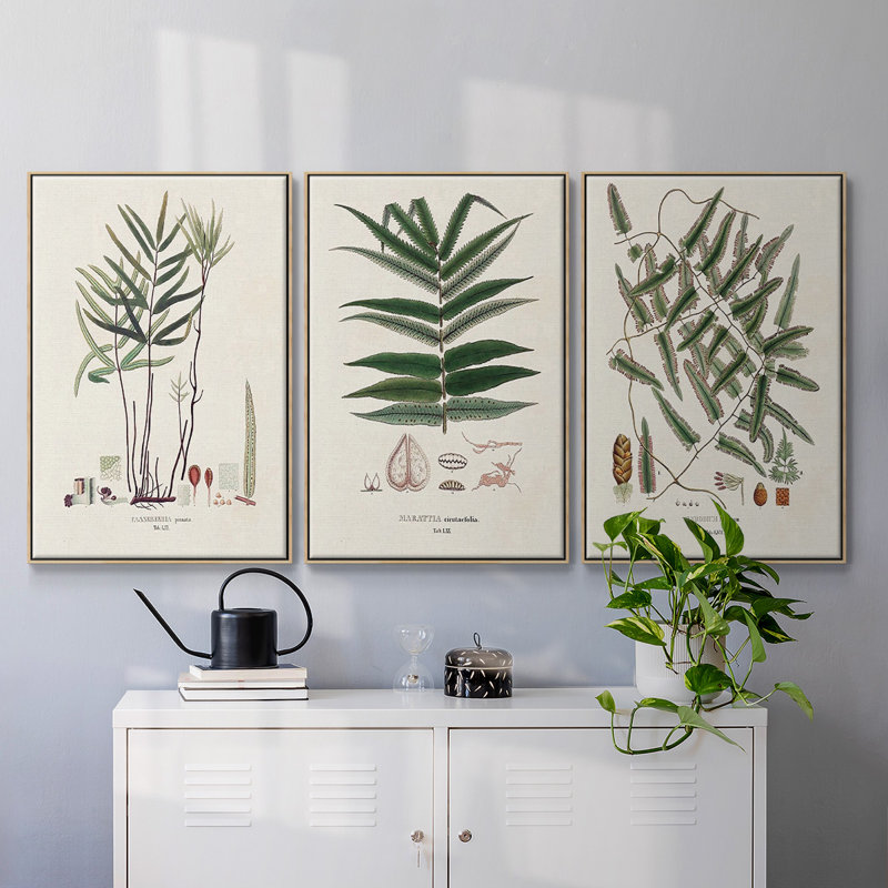 Fougères de la Botanical Society X 3 pièces, H 36 po x l 72 po x P 2 po, Naturel
