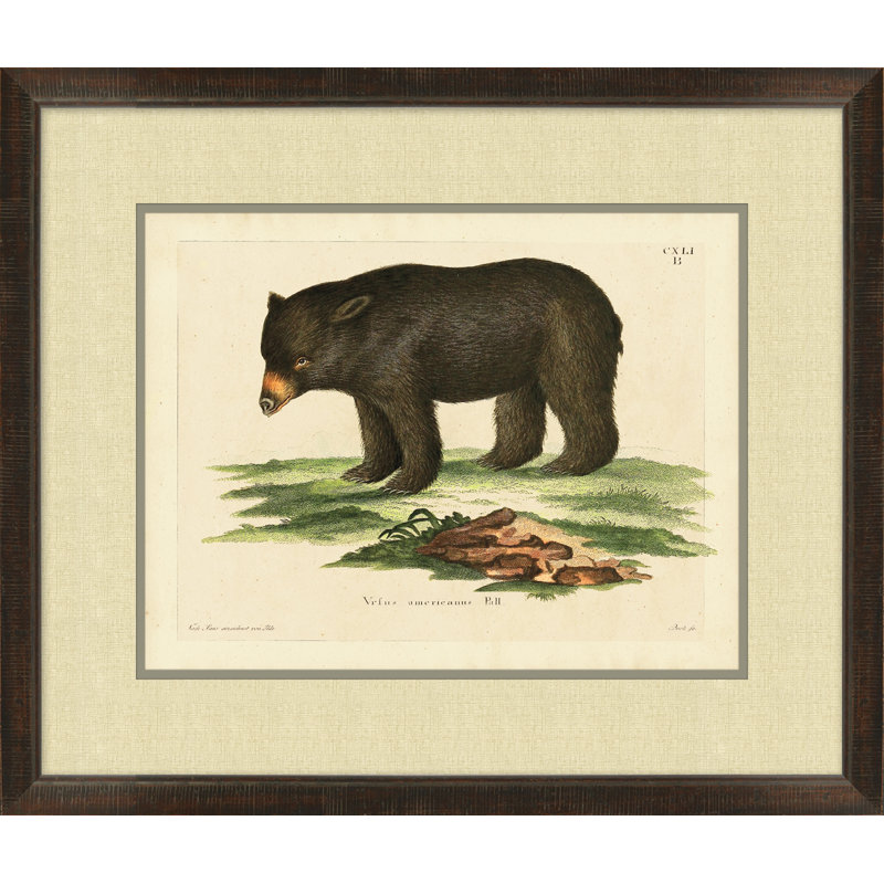 American Bear 1 - Peinture encadrée sur papier