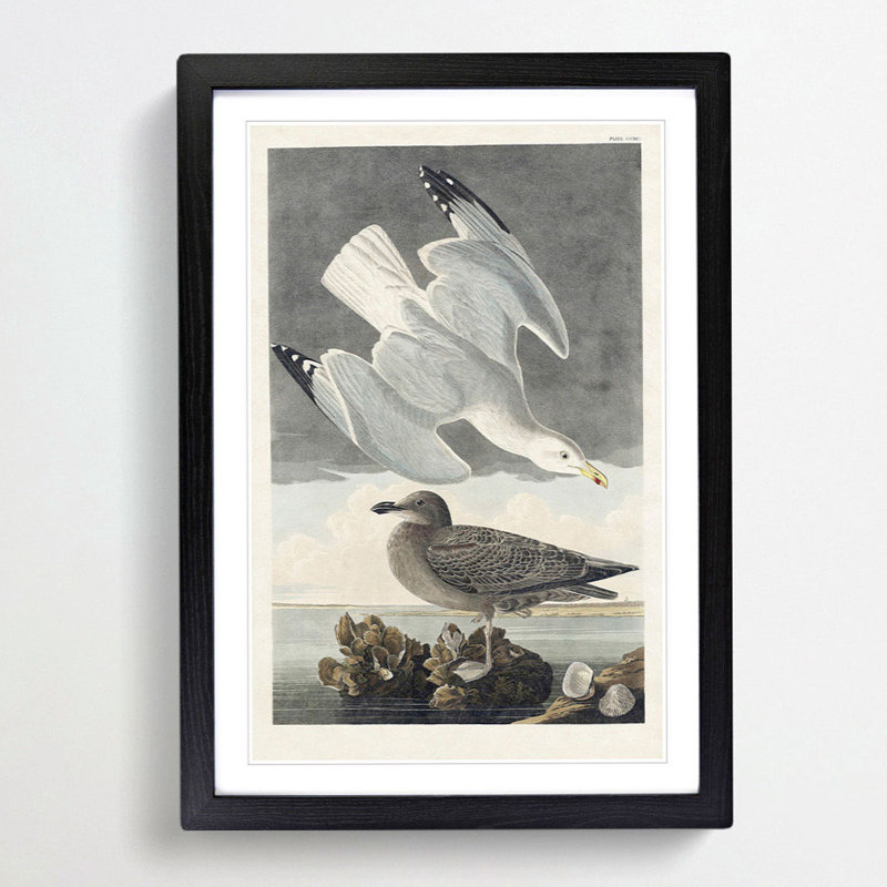 Herring Gulls by John Audubon - Picture Frame Painting Print, Black Framed, 65cm H x 48cm W x 2cm D