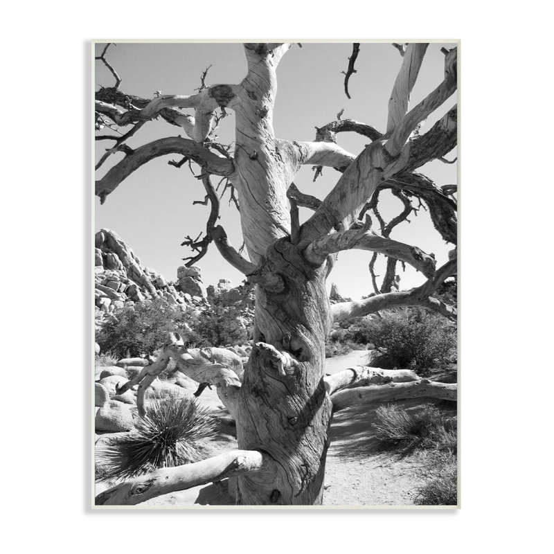 «Desert Tree», reproduction de photo, H 15 po x l 10 po, Plaque murale