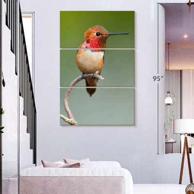 Brampt Male Rufous Hummingbird