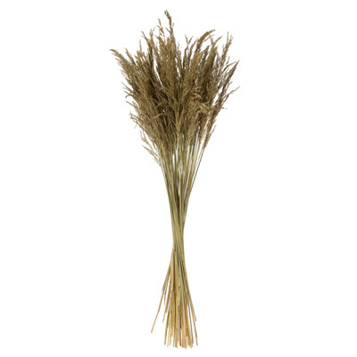 36" Congo Grass, 8 oz Bundle, Dried