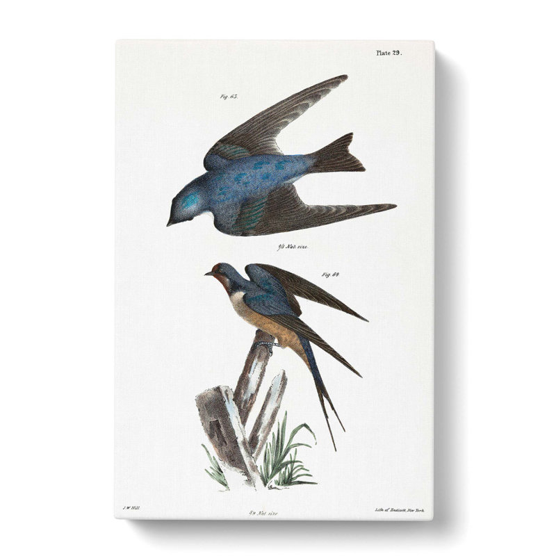 Barn Swallow & White-Bellied Swallow by J.E. De Kay - Single Picture Frame Painting, 50cm H x 35cm W x 3cm D, Wrapped Canvas