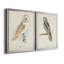 Barn Owl - Ensemble de 2 peintures sur toile encadrées-42979505-42979509
