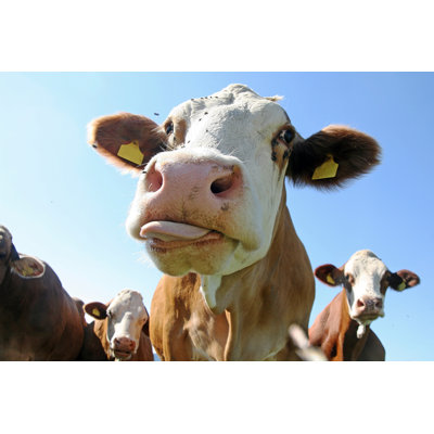 Tongue Of The Cow by Astrid860 - Wrapped Canvas Print