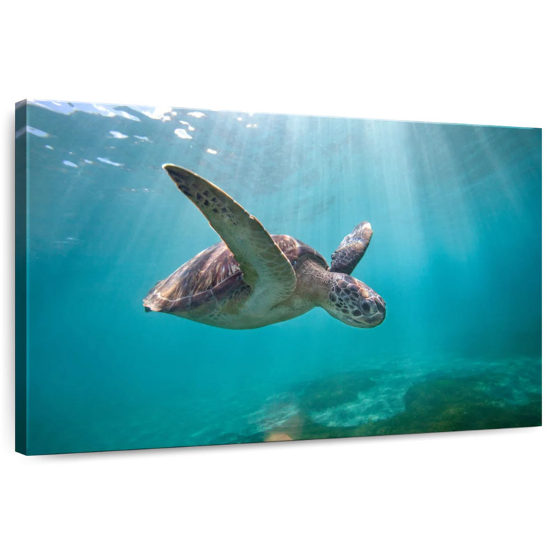 Brampt Martinique Sea Turtle