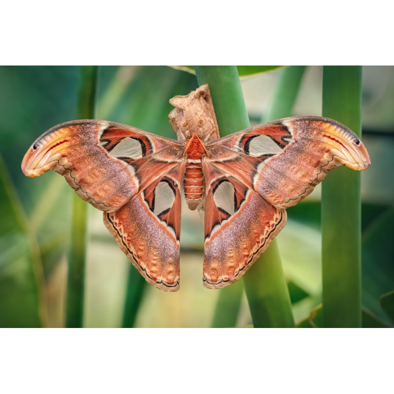 «Atlas Moth Butterfly» sur toile, H 8 po x l 12 po