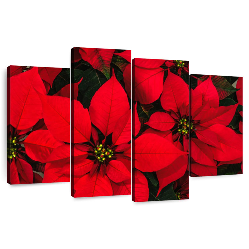 Harnek cramoisi poinsettia