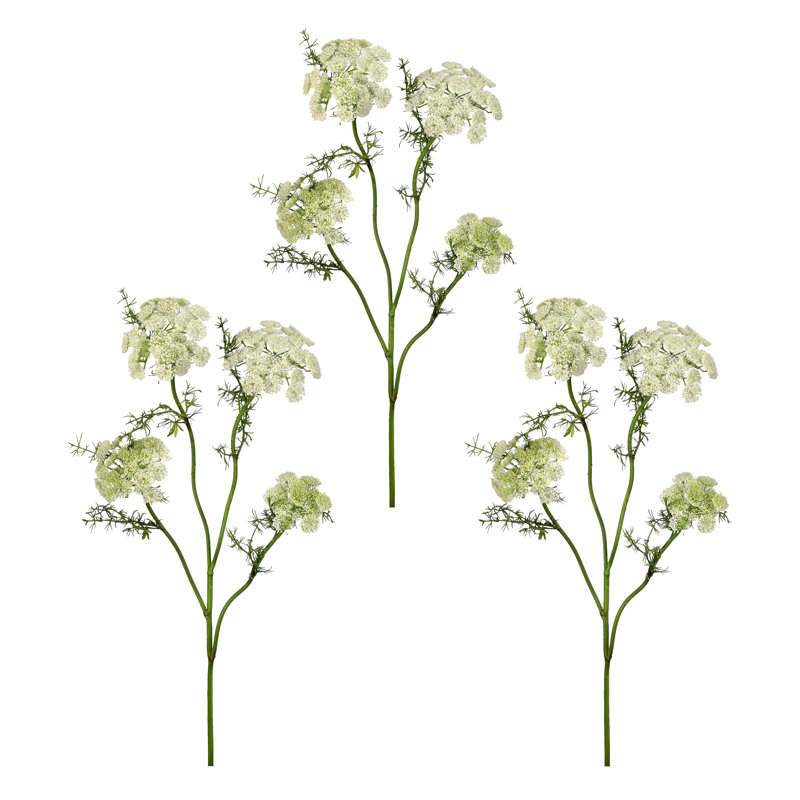33 po Wild Dill , Blanc