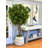 Oriental Ficus Tree in Stone Pot