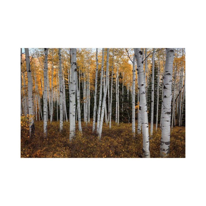 Forêt de trembles en automne, H 40 po x l 60 po x 1,5 po