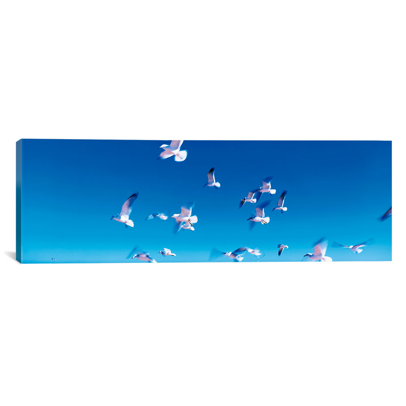 «Panoramic Birds in Flight Flagler Beach, Florida», reproduction de photo sur toile, H 16 po x l 48 po x P 1,5 po