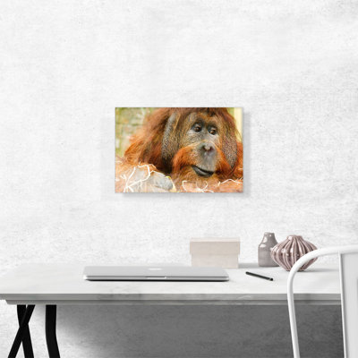 " Orangutan Monkey " 3 - Pieces