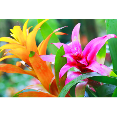 Fleur de broméliacées idyllique par Agustavop