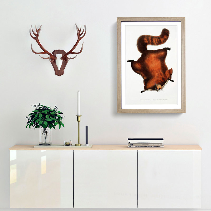 Brilliant Flying Squirrel Illustration by John Edward Gray - Picture Frame Painting Print, Oak Framed