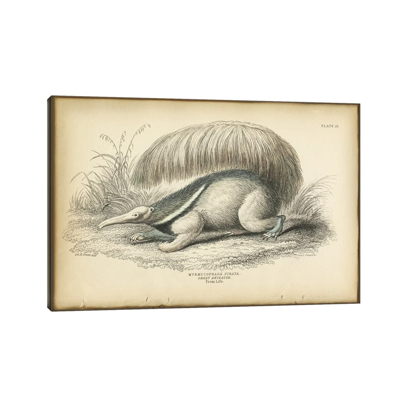 Great Anteater by PI Collection - Wrapped Canvas Painting, 66.04 cm H x 45.72 cm W x 1.91 cm D