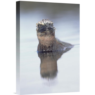 " Marine Iguana In Tidal Shallows, Galapagos Islands, Ecuador "