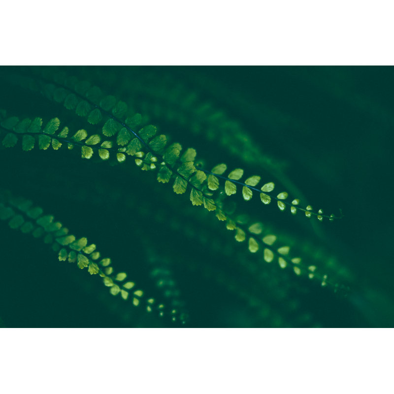 Fern Background - Wrapped Canvas Print, 51cm H x 76cm W