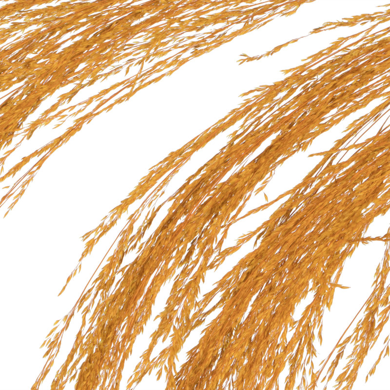Lei 71'' Palm Plant, Aspen Gold