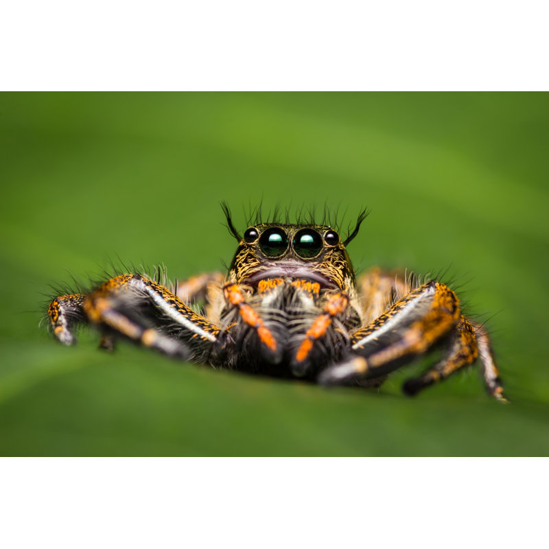 Feray Spider sur toile par Lavoview, photographie, H 8 po x l 12 po