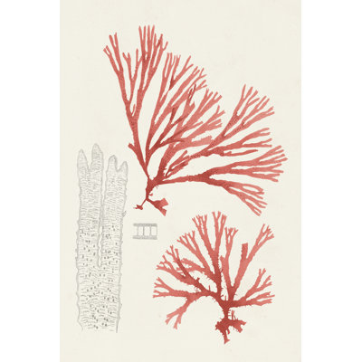 Étude de corail rétro I