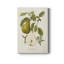 Vintage Pears II - impression sur toile tendue-1313909349