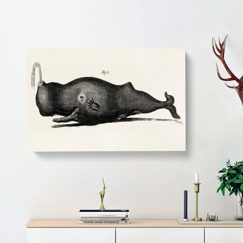 Vintage Toothed Whale Illustration - Wrapped Canvas Print, 40cm H x 60cm W x 3cm D