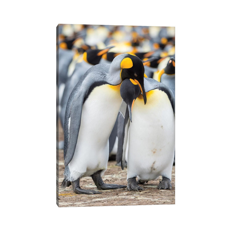 Courtship Display. King Penguin On Falkland Islands. by Martin Zwick - Wrapped Canvas Print, 20.32 cm H x 30.48 cm W