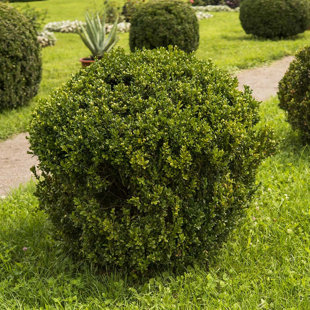 2.5 Qt. Wintergreen Boxwood - Evergreen Shrub for Full Sun to Part Shade