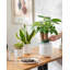 HDHPOT Ceramic Pot Planter-1607730066