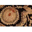 Wool Oriental Rug