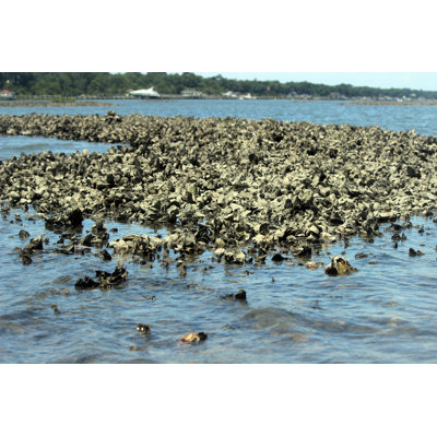 Oyster Bed, Caroline du Nord