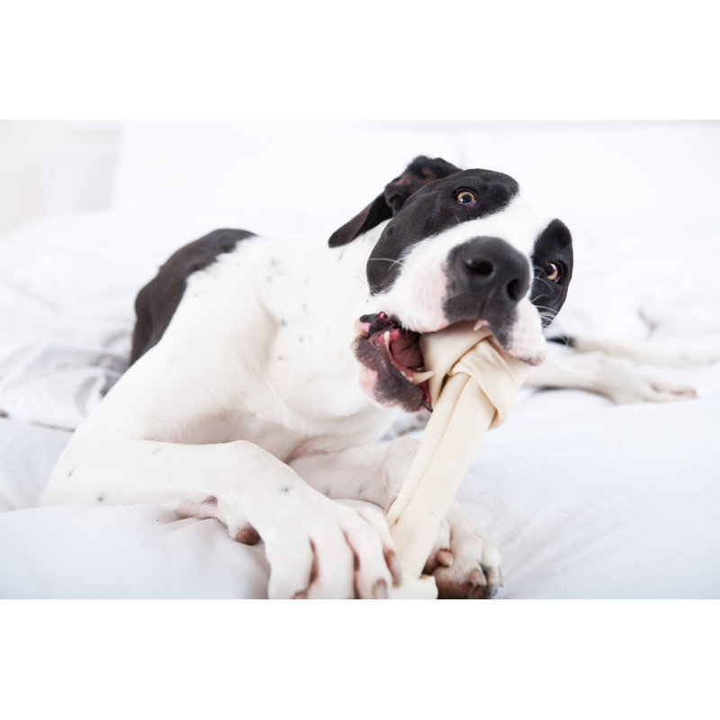 Dog great dane eating his bone 135193773, 51cm H x 76cm W
